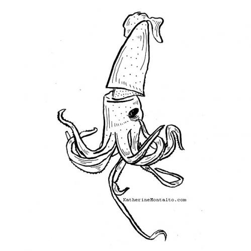 2020 08 26 sea creatures BW squid
