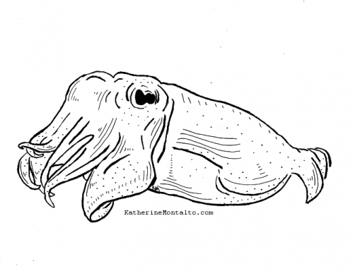 2020 08 28 sea creatures BW cuttlefish