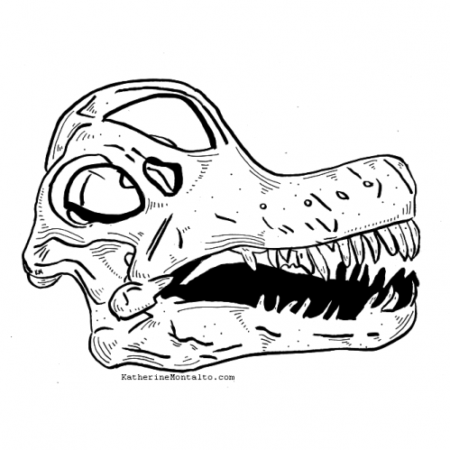 2020 10 07 dinoctober Diplodocus skull 