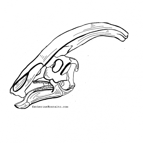 2020 10 09 dinotober Parasaurolophus skull 