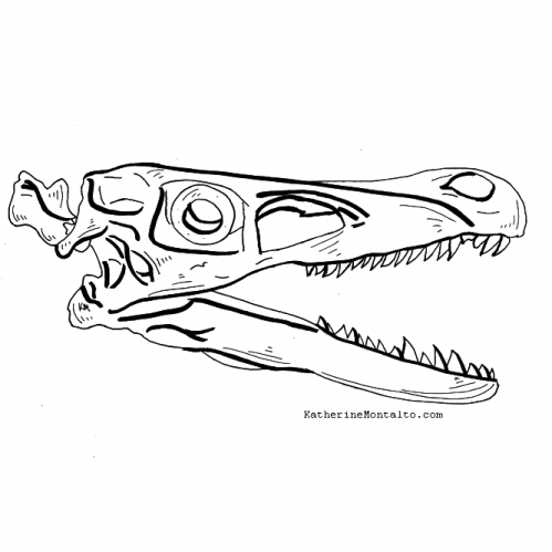 2020 10 13 dinotober Velociraptor skull 